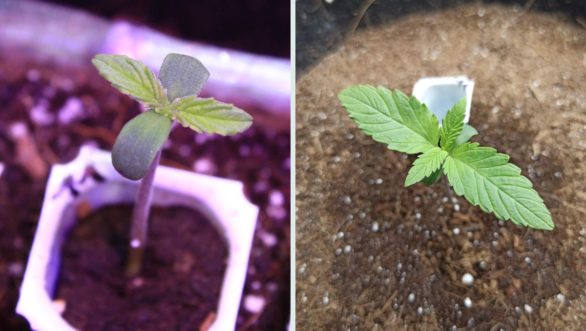 Tropicana Cookies Auto cannabis strain: germination and seedling stage | week 1 | a weed seedling's progress in week one Tropicana Cookies Auto cannabis strain: germination and seedling stage | week 1 | a weed seedling's progress in week one