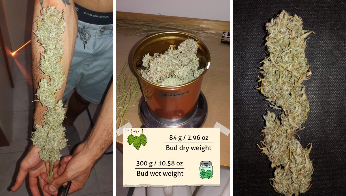 Californian Snow Auto cannabis strain: yield | several harvest shots of Sativa-looking marijuana buds