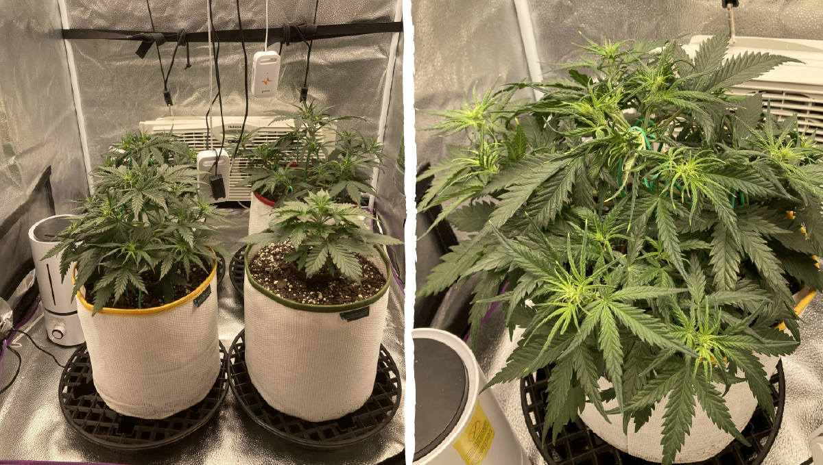 Trainwreck auto week-by-week: vegetative stage week 3 Trainwreck auto week-by-week: vegetative stage week 3