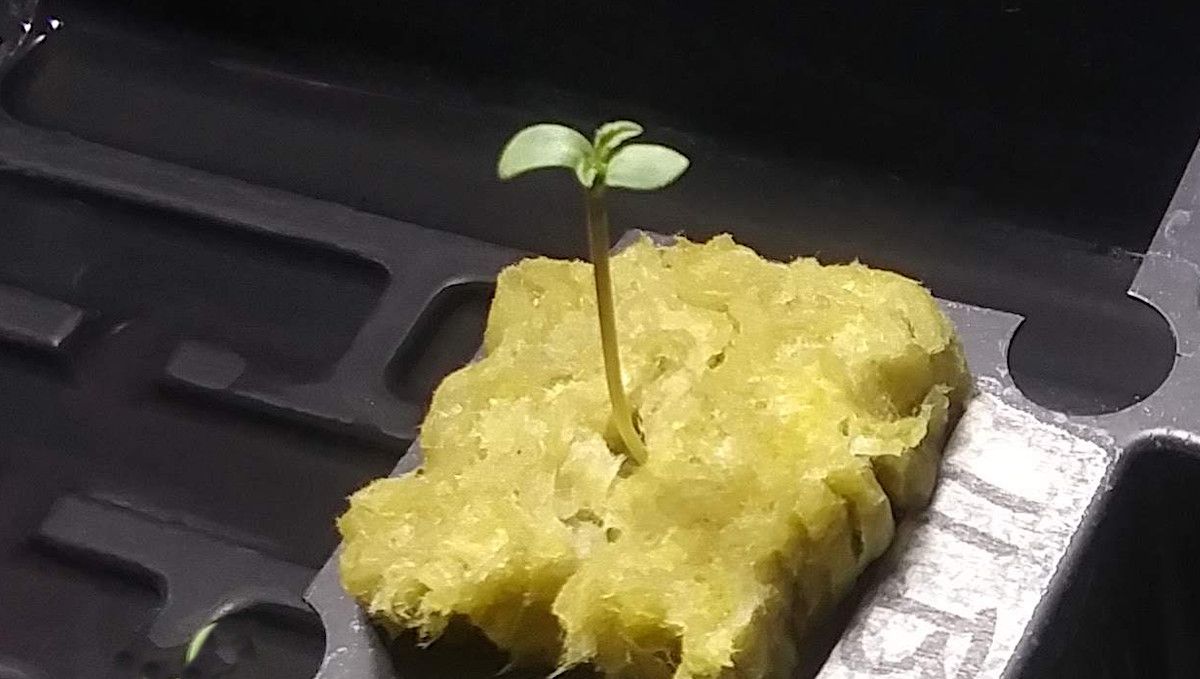 LSD-25 Auto cannabis strain: germination and seedling stage | week 1 | a seedling germinated in a rock wool plug