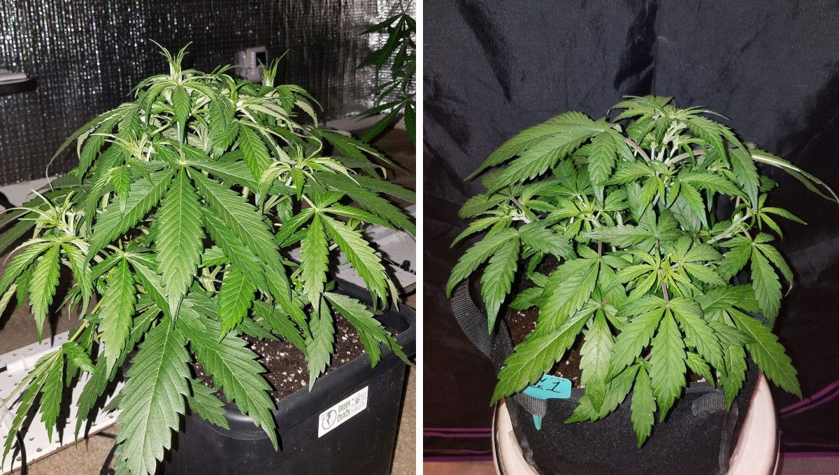 Green Crack Auto cannabis strain: mid veg | weeks 3-4 | a side-by-side comparison of two autoflowers grown in an Aquapot and a a grow bag filled with coco coir