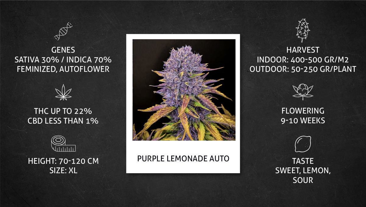 Purple Lemonade Auto Cannabis Strain Week-by-Week Guide - Strain's growth characteristics