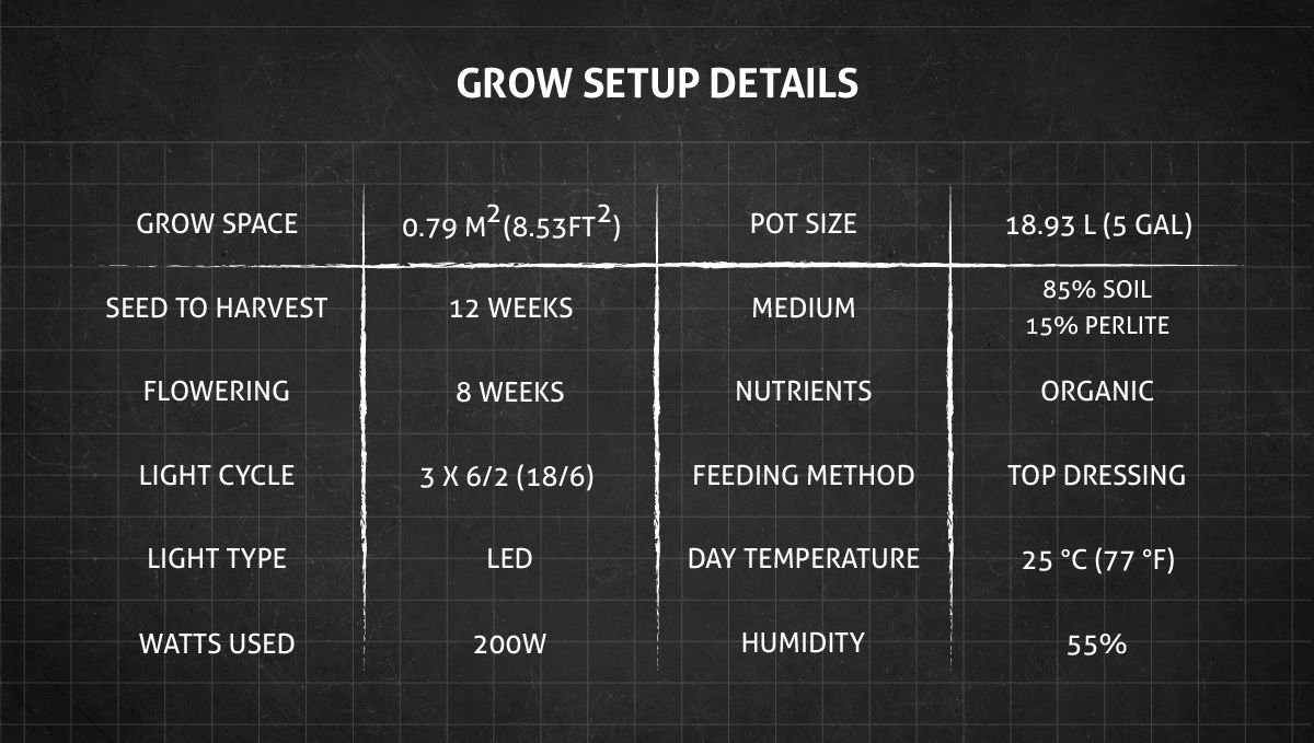 Blue Dream Auto cannabis strain: setup and grow specifications Blue Dream Auto cannabis strain: setup and grow specifications