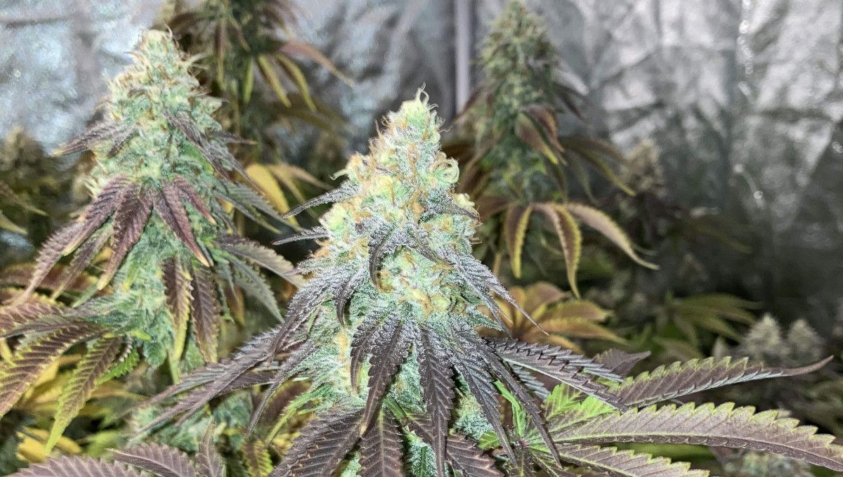 Liberty Haze Cannabis Strain Week-by-Week Guide: A closeup of a mature frosty marijuana bud with purplish-brown leaves
