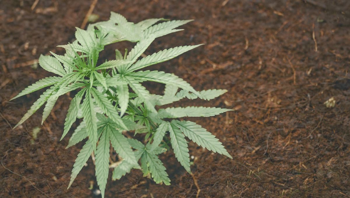 Types of containers to grow autoflowering seeds: coco-based cultivation Types of containers to grow autoflowering seeds: coco-based cultivation