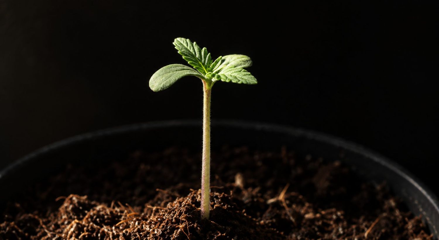 Sämlingsphase von Cannabis mit Kotyledonen, die aus der Erde auftauchen. Sämlingsphase von Cannabis mit Kotyledonen, die aus der Erde auftauchen.