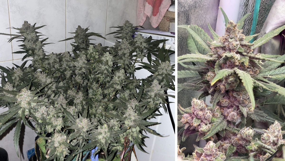 Gorilla Punch Auto cannabis strain: ripening and harvest | weeks 10 | a compact multi-branch autoflower and its bud right before harvest