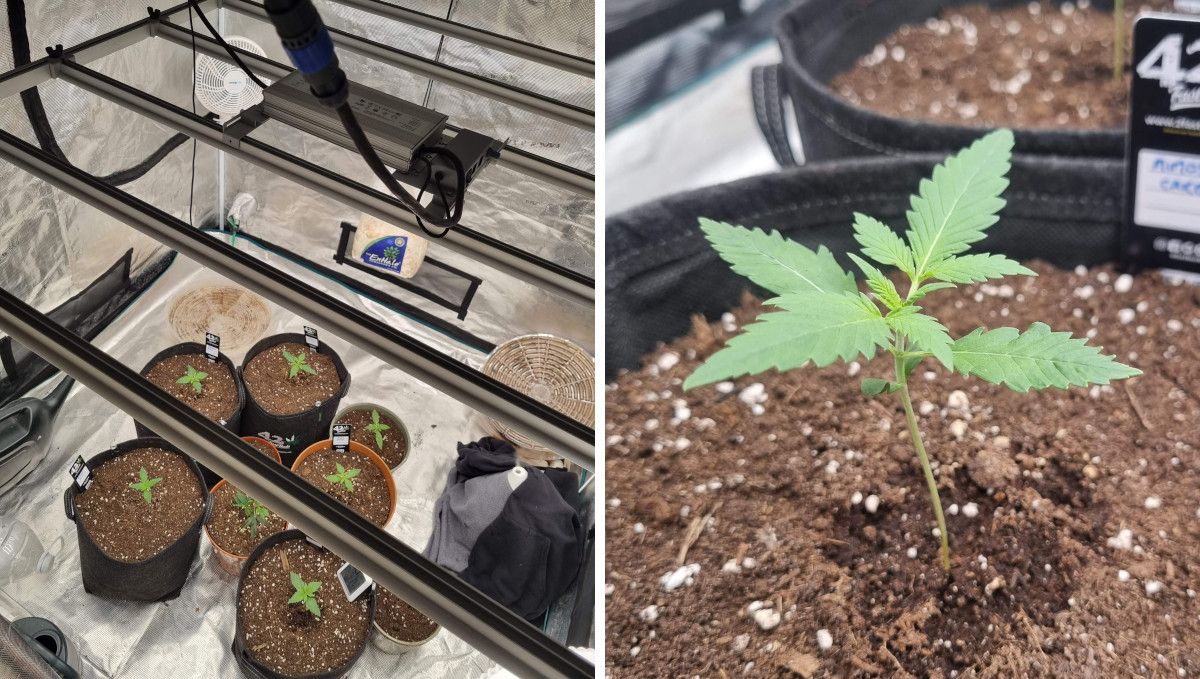 Mimosa Cake Auto cannabis strain: early veg | week 2 | several seedlings in a grow tent under a LED light Mimosa Cake Auto cannabis strain: early veg | week 2 | several seedlings in a grow tent under a LED light