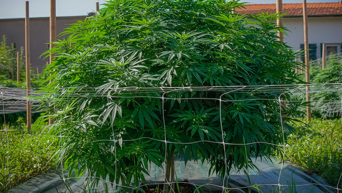 The top 5 best ways to increase your autoflower cannabis yield: get a bigger pot The top 5 best ways to increase your autoflower cannabis yield: get a bigger pot