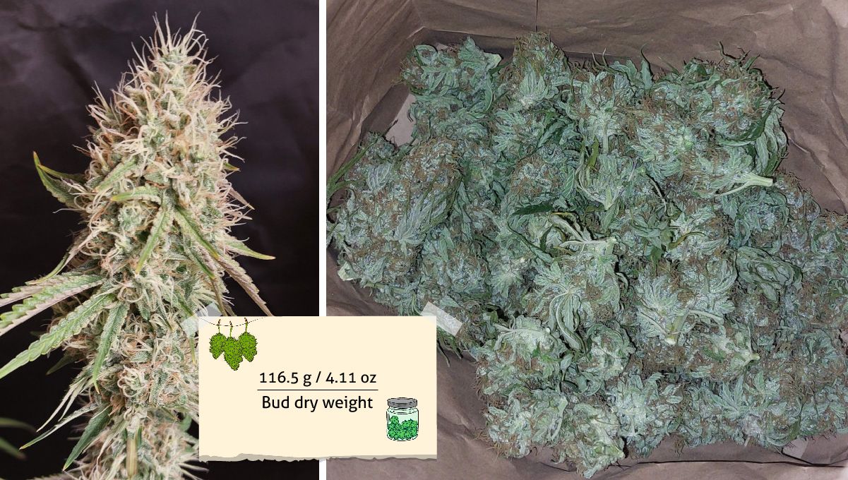 Orange Sherbet FF cannabis strain: yield | a cola at harvest and buds curing in a brown paper bag Orange Sherbet FF cannabis strain: yield | a cola at harvest and buds curing in a brown paper bag