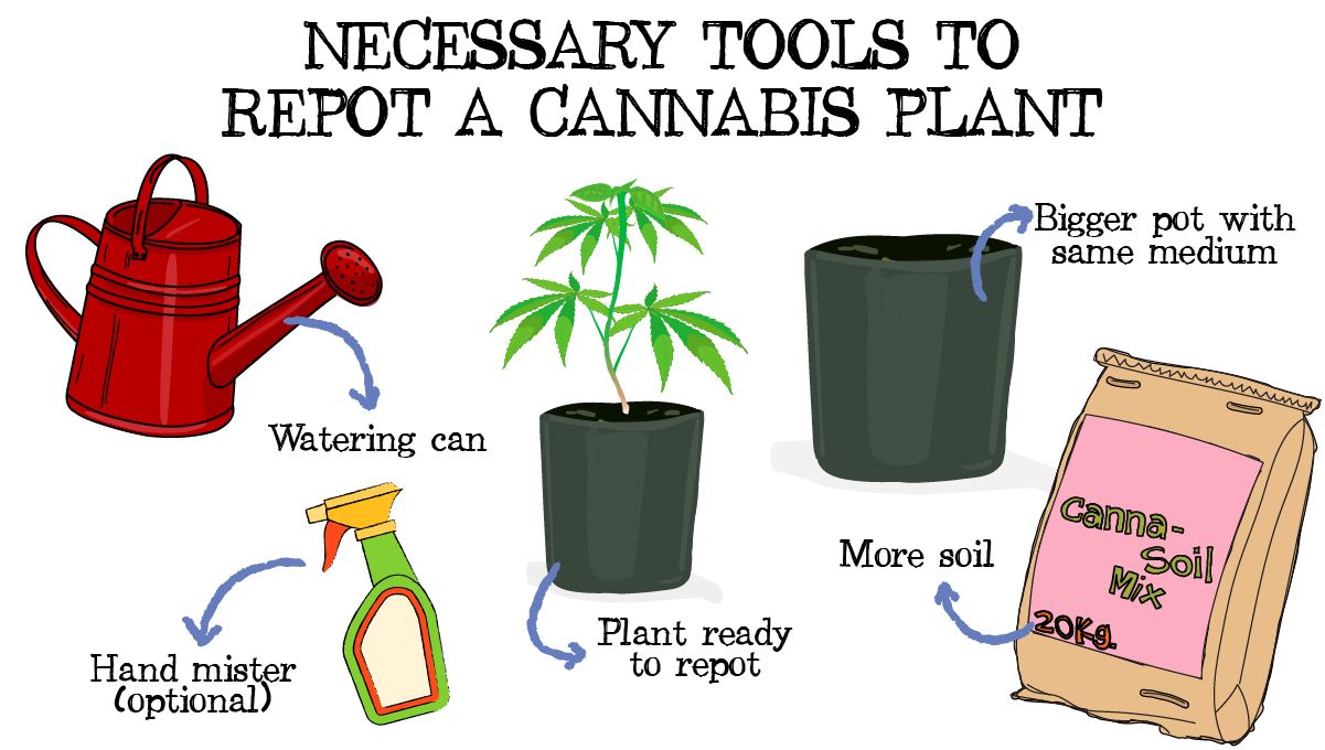 How to Successfully Repot a Cannabis Plant: A drawing showing a list of things to repot a weed plant How to Successfully Repot a Cannabis Plant: A drawing showing a list of things to repot a weed plant