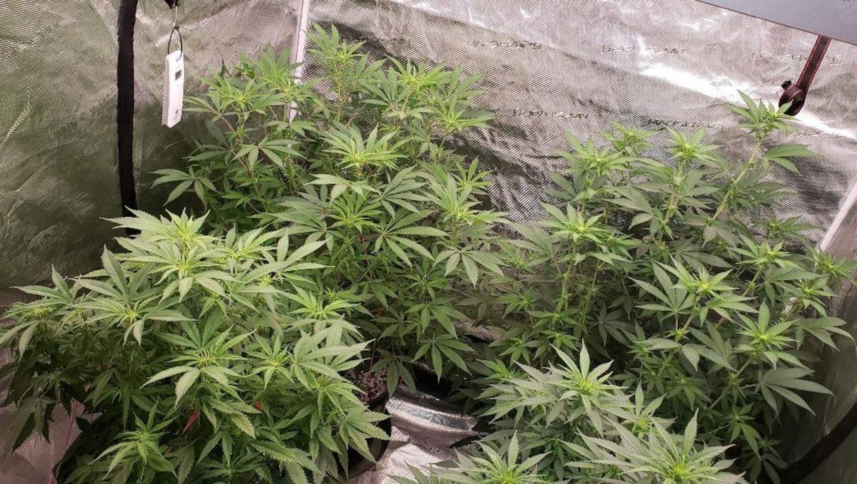 Tropicana Cookies FF cannabis strain: transition (pre-flower) | week 7 | indoor plants stretching as they start to flower