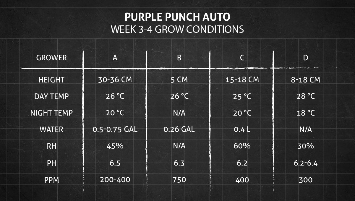 Purple Punch Auto Cannabis Strain Week-by-Week Guide: Weeks 3-4 grow conditions