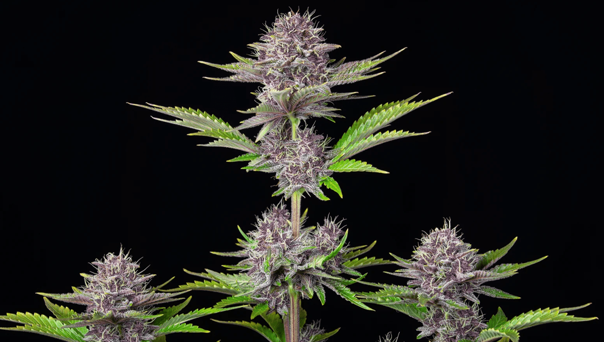 Autoflowering strains that help relieve headaches: purple punch auto