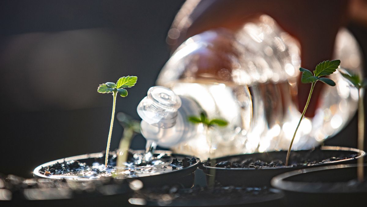 Der ultimative Leitfaden zur Bewässerung deiner Cannabispflanzen: Wasserqualität und Filtration Der ultimative Leitfaden zur Bewässerung deiner Cannabispflanzen: Wasserqualität und Filtration