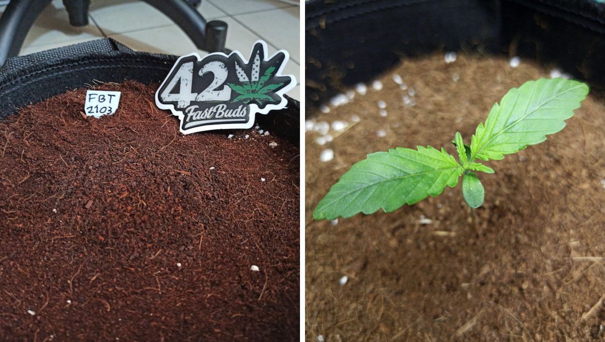 Purple Punch Auto Cannabis Strain Week-by-Week Guide: A fabric pot with coco medium and a closeup of a seedling aged 1 week