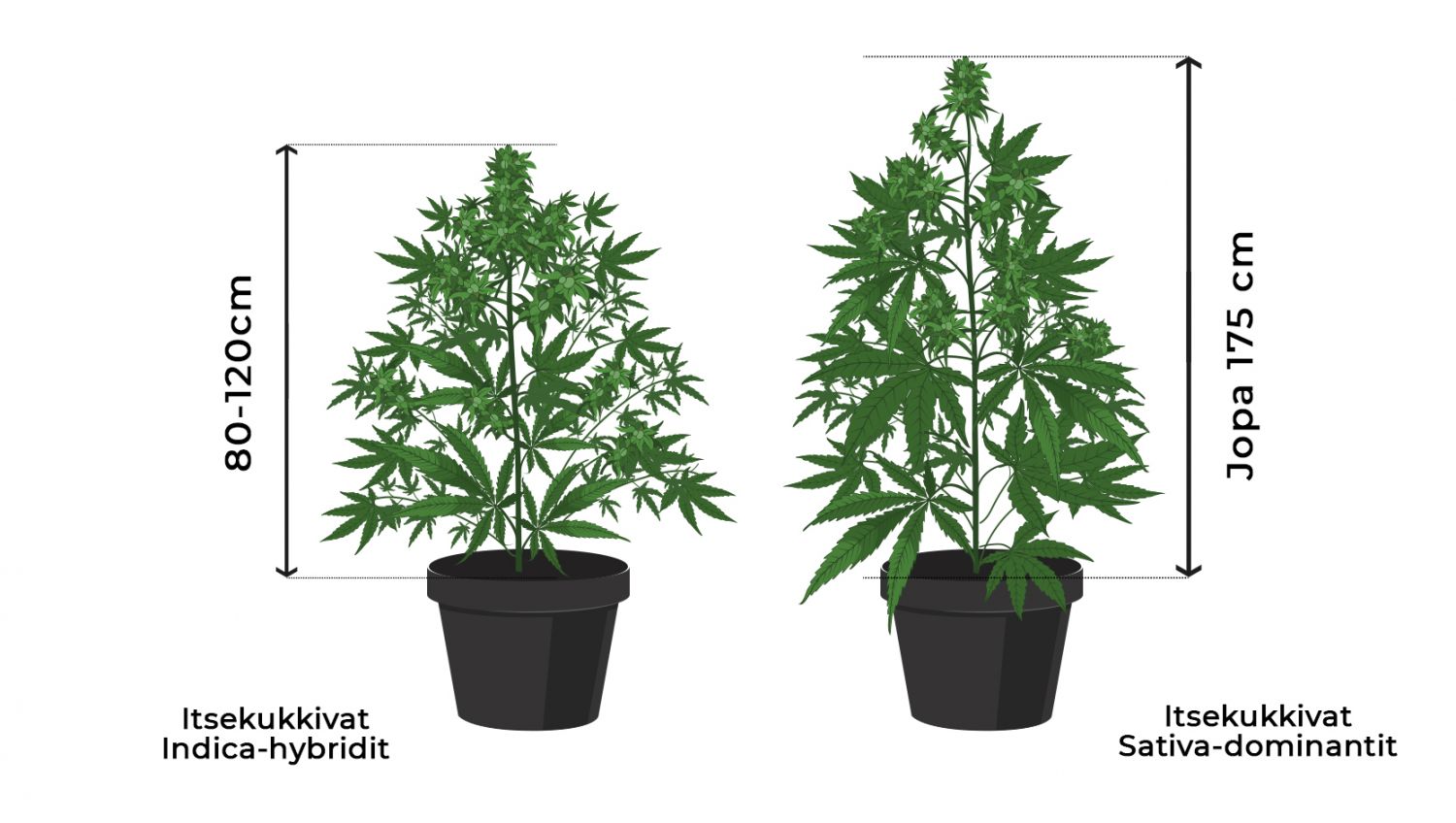 9 virhettä joita välttää: korkeus 9 virhettä joita välttää: korkeus