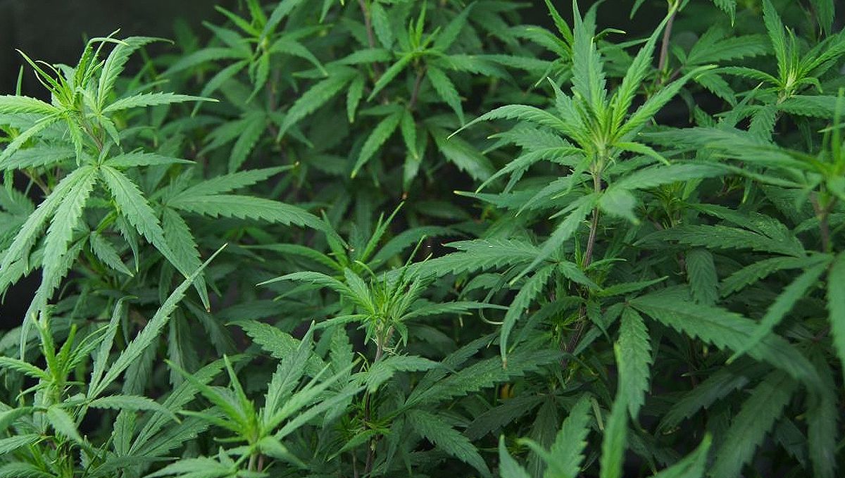 Frühe Vorbeugung während der Wachstumsphase verhindert Schädlingsprobleme in der Blütephase.