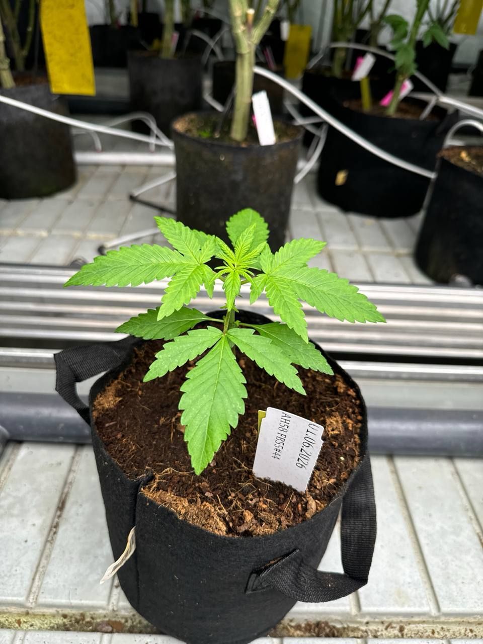 Lemon Cherry Cookies Auto