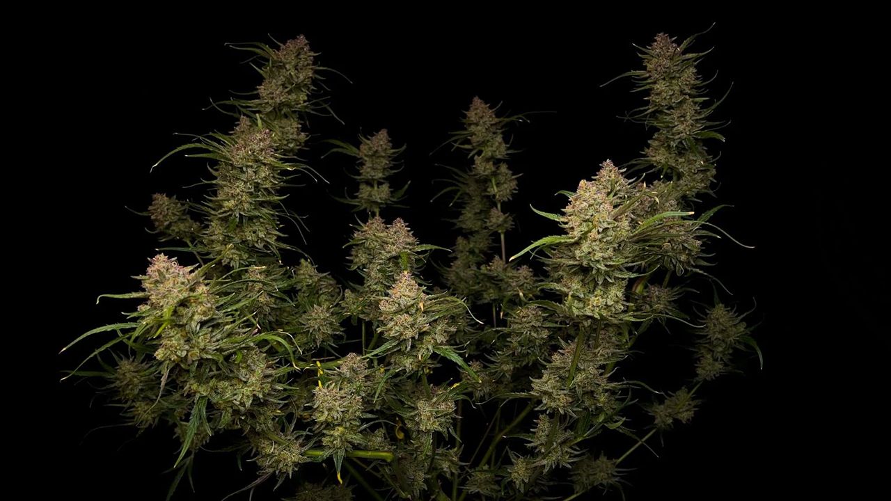 Top 10 Sorten für den Outdoor-Anbau: Guava Auto Top 10 Sorten für den Outdoor-Anbau: Guava Auto