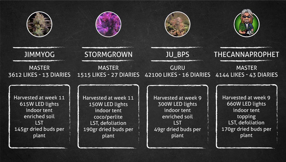 Banana Purple Punch Auto Cannabissorte: Ergebnis Banana Purple Punch Auto Cannabissorte: Ergebnis