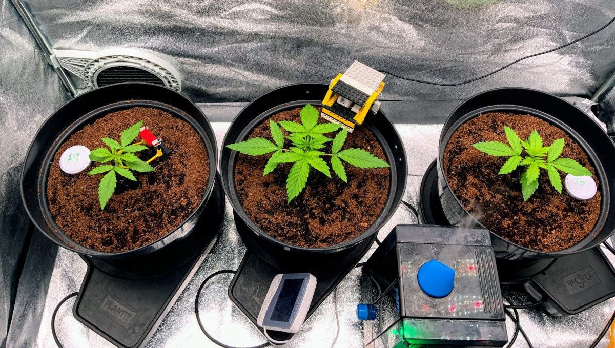 Gorilla Auto Cannabis Strain Week-by-Week Guide: Three 2-week-old seedlings, very big and well-developed for their age standing in plastic containers in a grow tent Gorilla Auto Cannabis Strain Week-by-Week Guide: Three 2-week-old seedlings, very big and well-developed for their age standing in plastic containers in a grow tent
