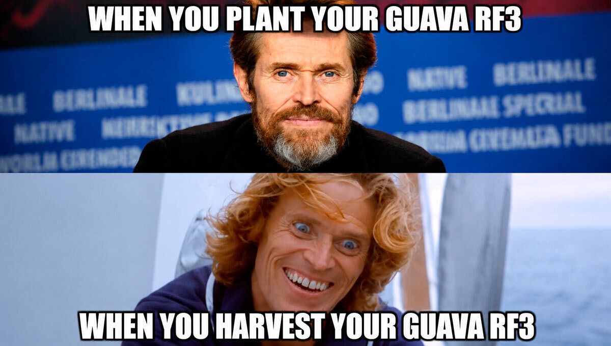 Guava Auto RF3