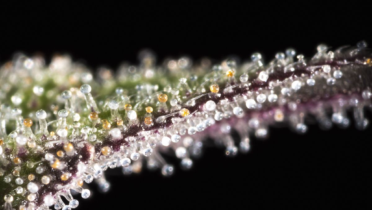 How to tell when autoflower is flowering: trichomes How to tell when autoflower is flowering: trichomes