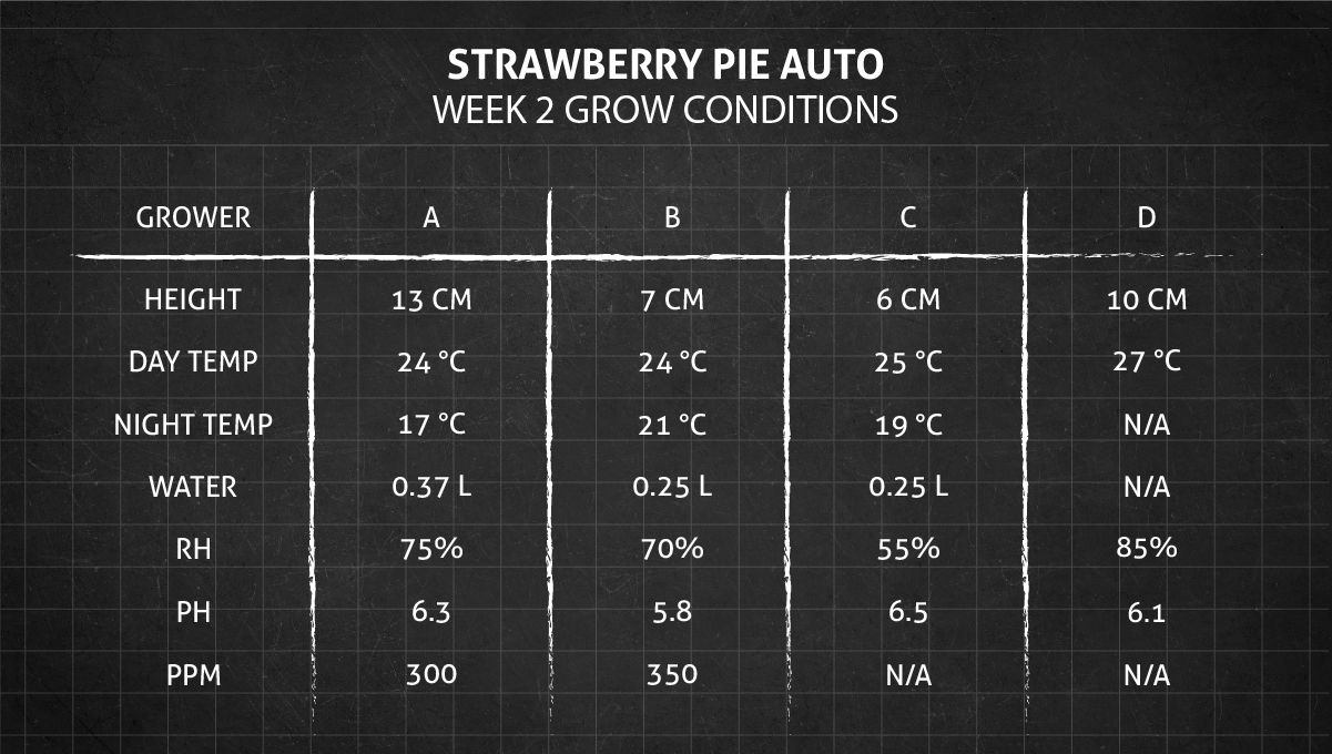 Strawberry Pie Auto Cannabis Strain Week-by-Week Guide: Week 2 grow conditions Strawberry Pie Auto Cannabis Strain Week-by-Week Guide: Week 2 grow conditions