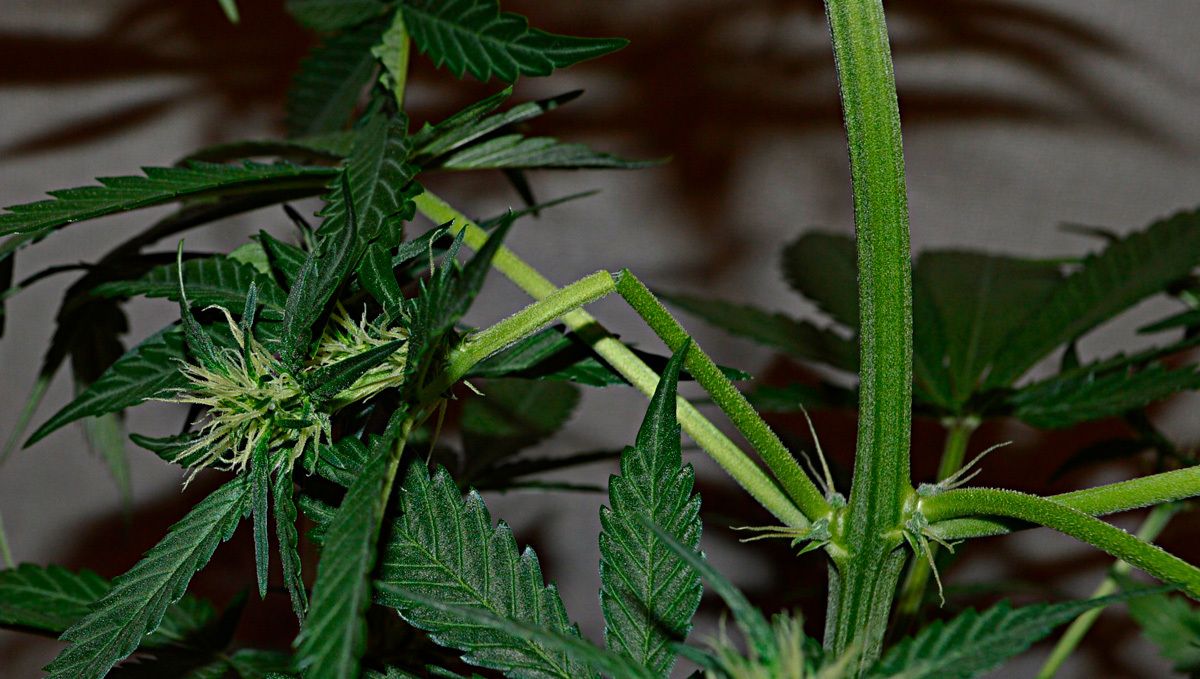 Die Äste können zu schwach werden und abbrechen. Wie man die Ausdehnung von Cannabispflanzen kontrolliert: die Hitze kontrollieren