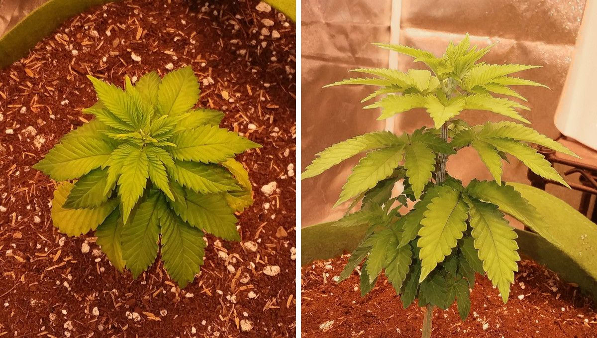 Pineapple Chunk Cannabis Strain Week-by-Week Guide: A side view and a top view of a 3-4-week-old marijuana seedling that looks overwatered and has yellowish leaves