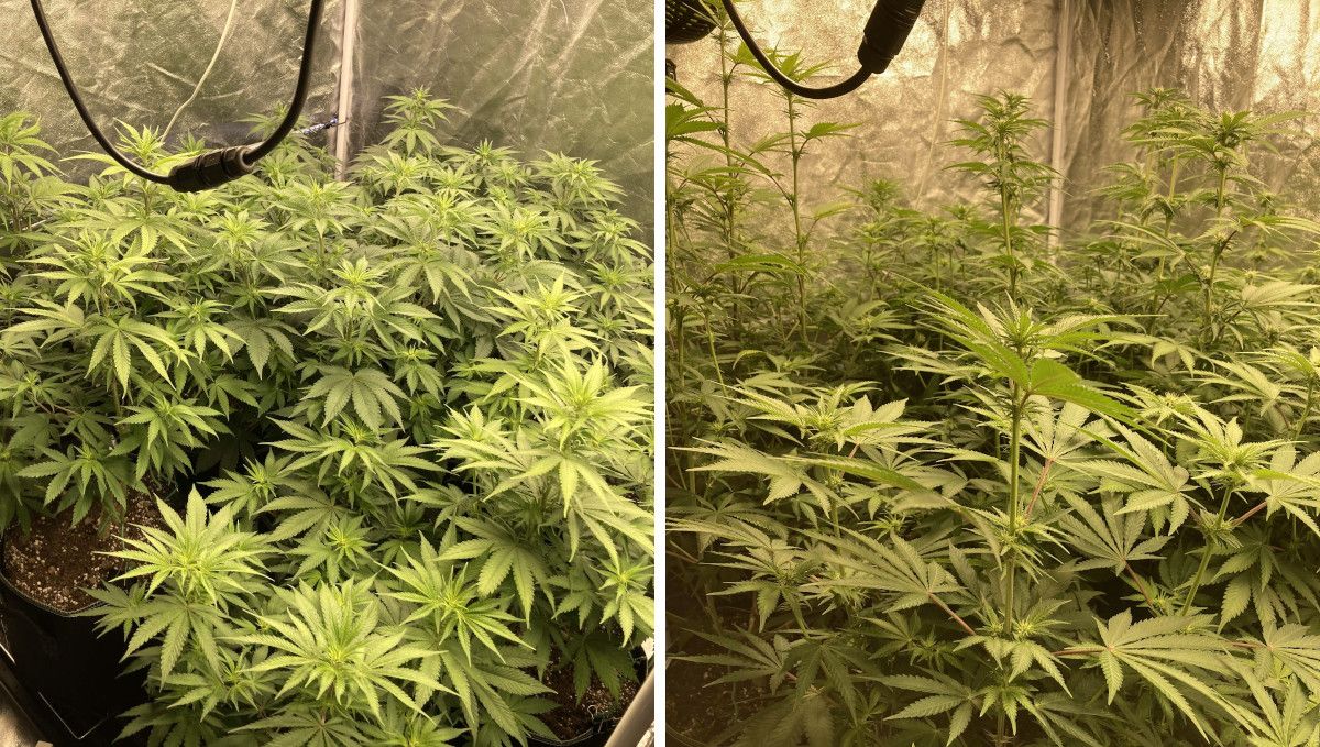 Liberty Haze Cannabis Strain Week-by-Week Guide: A top view and side view of weed plants in a grow tent with thin stretchy branches and first signs of flowers forming on the tops and at the nodes