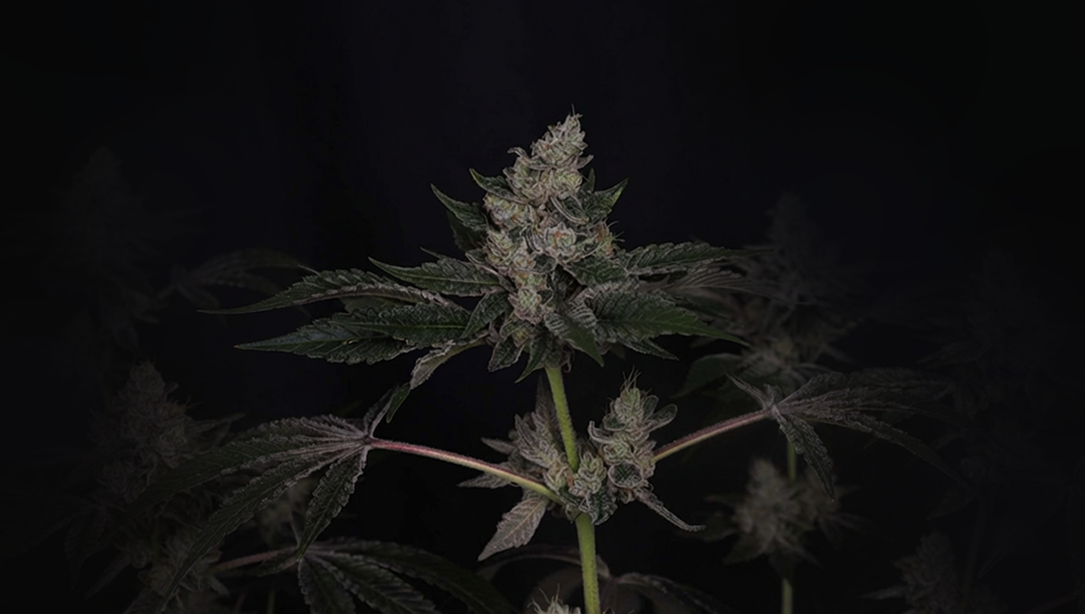 Close-up of GG#4 cannabis plant showcasing its structure and vigor.