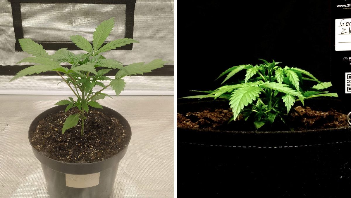 Gorilla Z Auto cannabis strain: early veg | week 2 | a side-by-side comparison of two young plants
