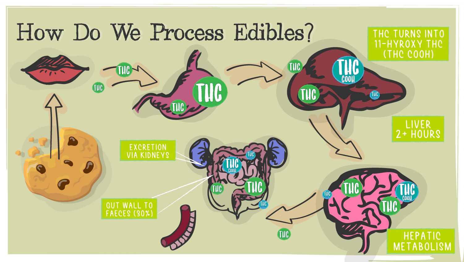 How Long Does A Cannabis High Last?: See the process of edibles absorption.