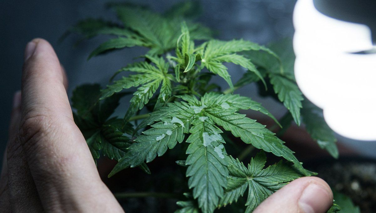 El mejor horario de luz para la floración: ciclo de luz de las autoflorecientes