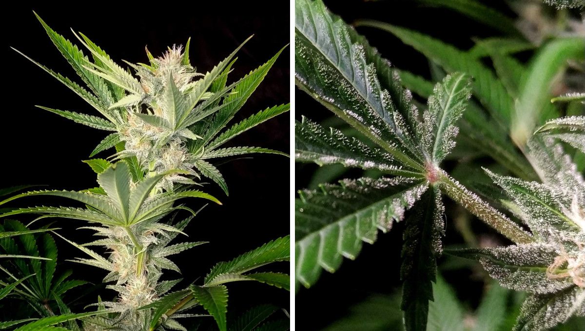 Cherry Cola Auto cannabis strain: mid flower (bulk phase) | weeks 7-8 | even fan leaves are resinous