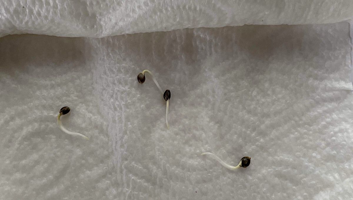 Banana Purple Punch Auto Cannabissorte: Keimung und Keimlingsphase | Woche 1 | Samen mit langen Keimwurzeln auf einem feuchten Papiertuch Banana Purple Punch Auto Cannabissorte: Keimung und Keimlingsphase | Woche 1 | Samen mit langen Keimwurzeln auf einem feuchten Papiertuch