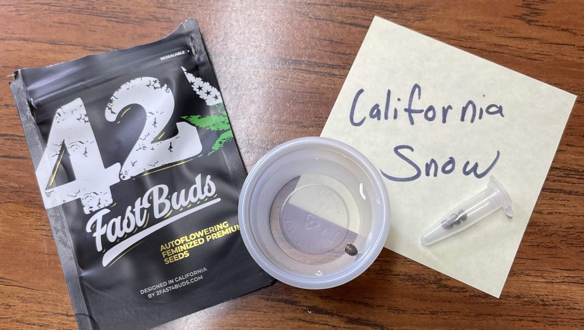 Californian Snow Auto cannabis strain: germination and seedling stage | week 1 | a Fast Buds package, a plastic vial with seeds, and a plastic cup with a seed pre-soaking in it