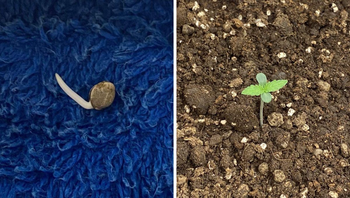 Watermelon Z Auto cannabis strain: germination and seedling stage | week 1 | a seed with a taproot showing and a sprout at 2 days