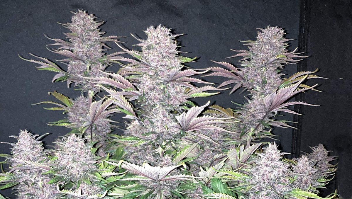 Auto Blackberry Kush cannabis strain: ripening and harvest | weeks 10 | a multi-branch autoflower with fat light-purple colas