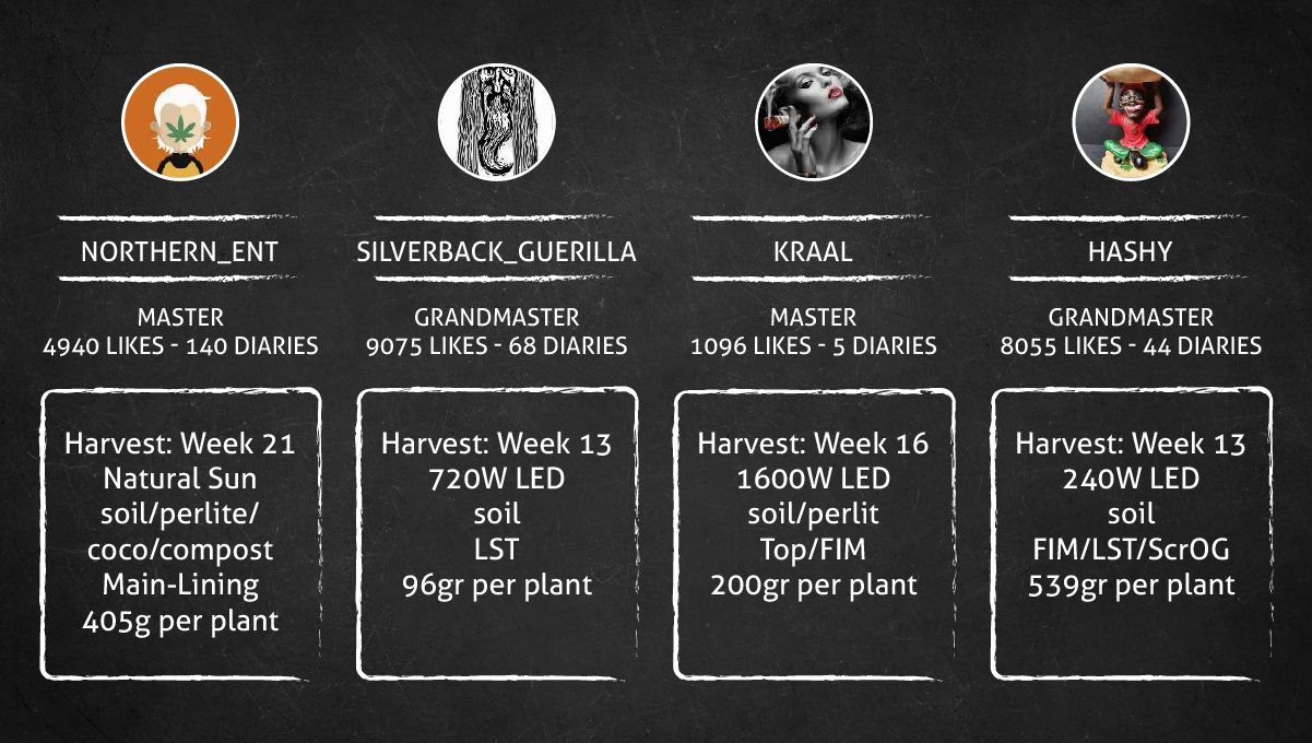Gorilla Cookies FF cannabis strain: outcome Gorilla Cookies FF cannabis strain: outcome