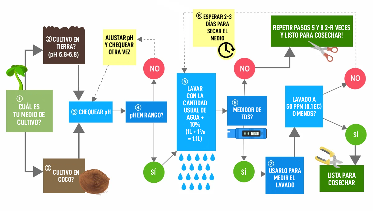 Cómo lavar las autoflorecientes: cómo lavar el cannabis autofloreciente