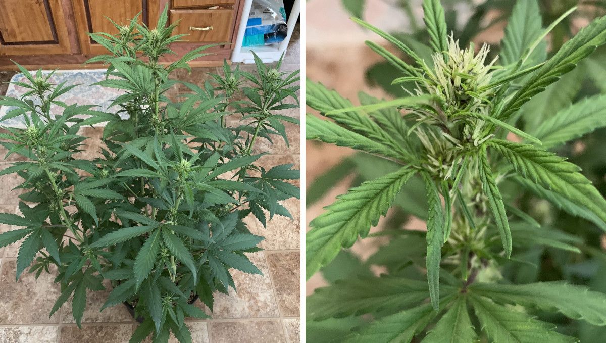 LSD-25 Auto cannabis strain: transition (pre-flower) | week 5 | a multi-branch indoor weed plant and a closeup of a forming bud