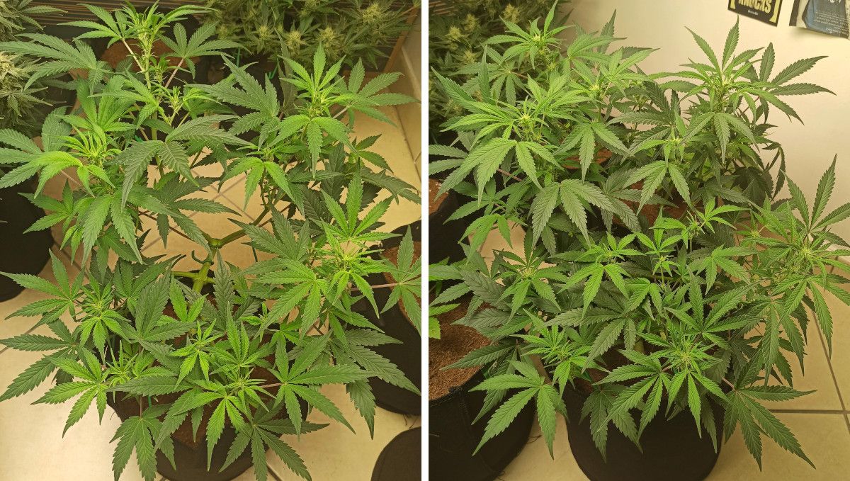 Big Bud Auto Cannabis Strain Week-by-Week Guide: Two shots of the same plant with a lot of branches and tops that has just started flowering