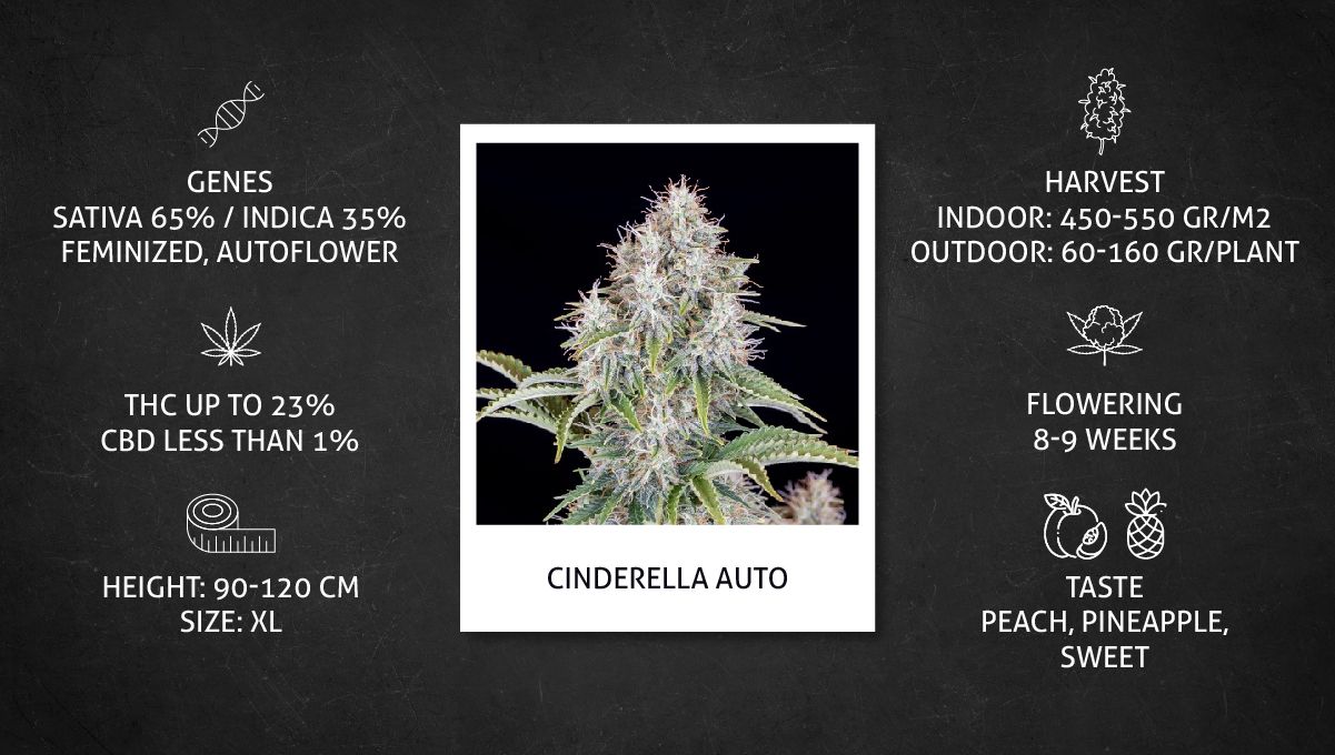 Cinderella Auto Cannabis Strain specs sheet Cinderella Auto Cannabis Strain specs sheet