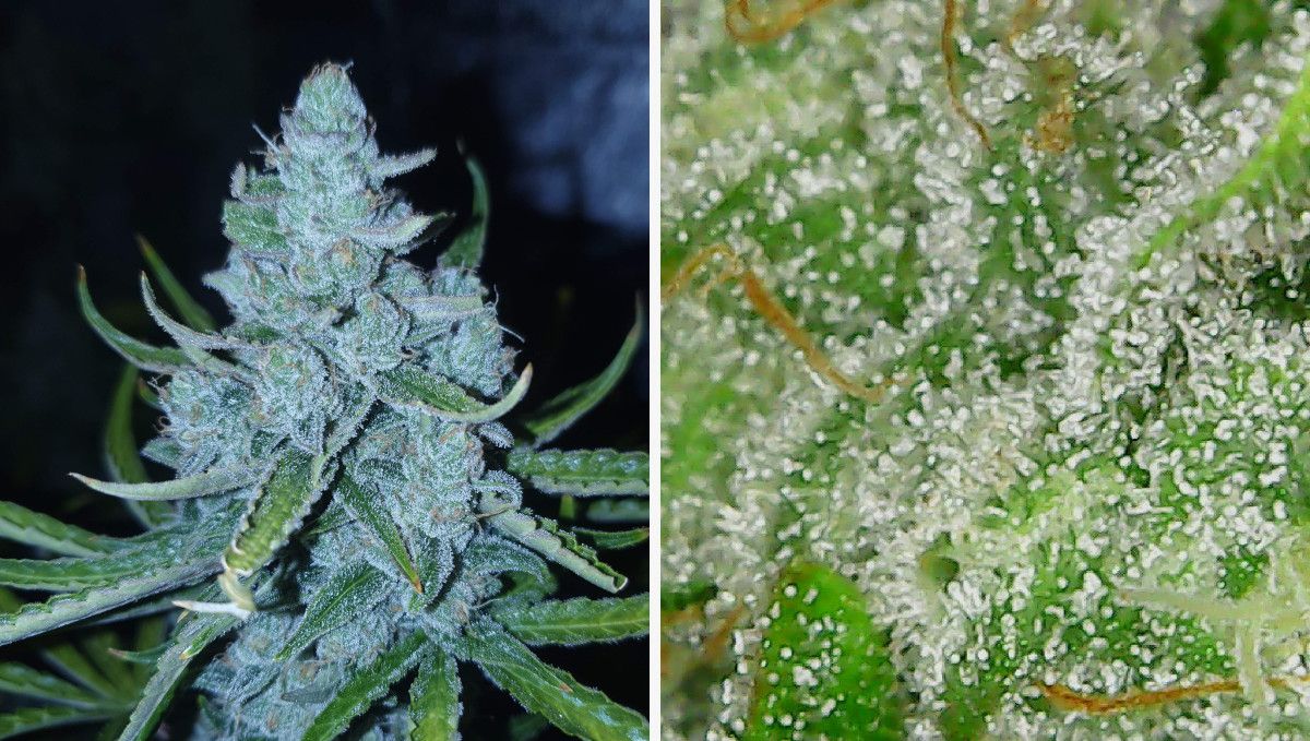 Blueberry Cheese Auto cannabis strain: ripening and harvest | weeks 10 | a very frosty mature bud and a macro shot of its trichomes