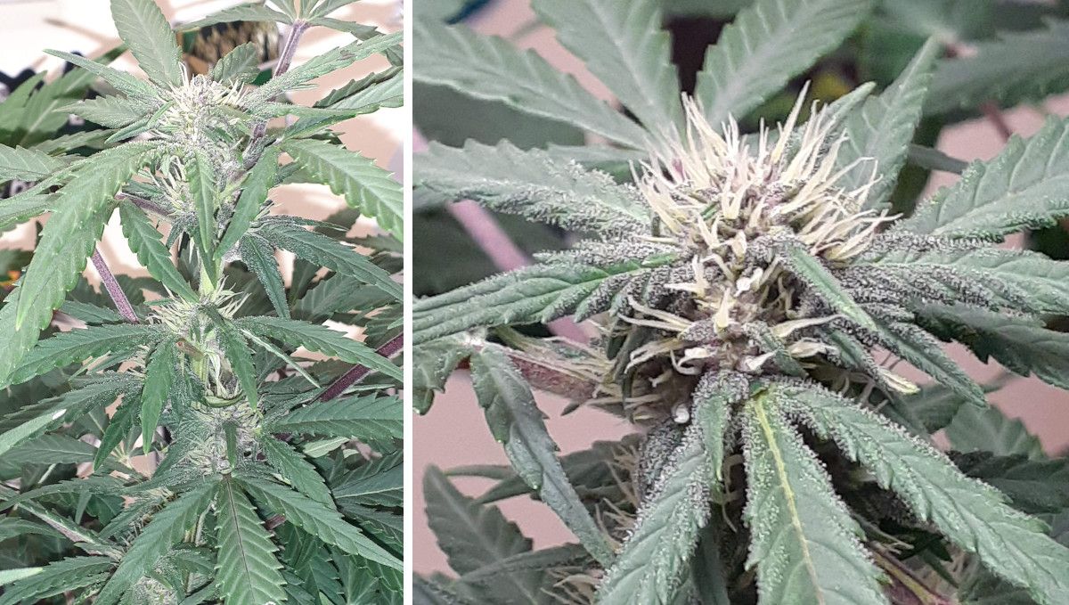 Tropicana Cookies Auto cannabis strain: mid flower (bulk phase) | weeks 8-9 | an indoor weed plant slowly filling out Tropicana Cookies Auto cannabis strain: mid flower (bulk phase) | weeks 8-9 | an indoor weed plant slowly filling out