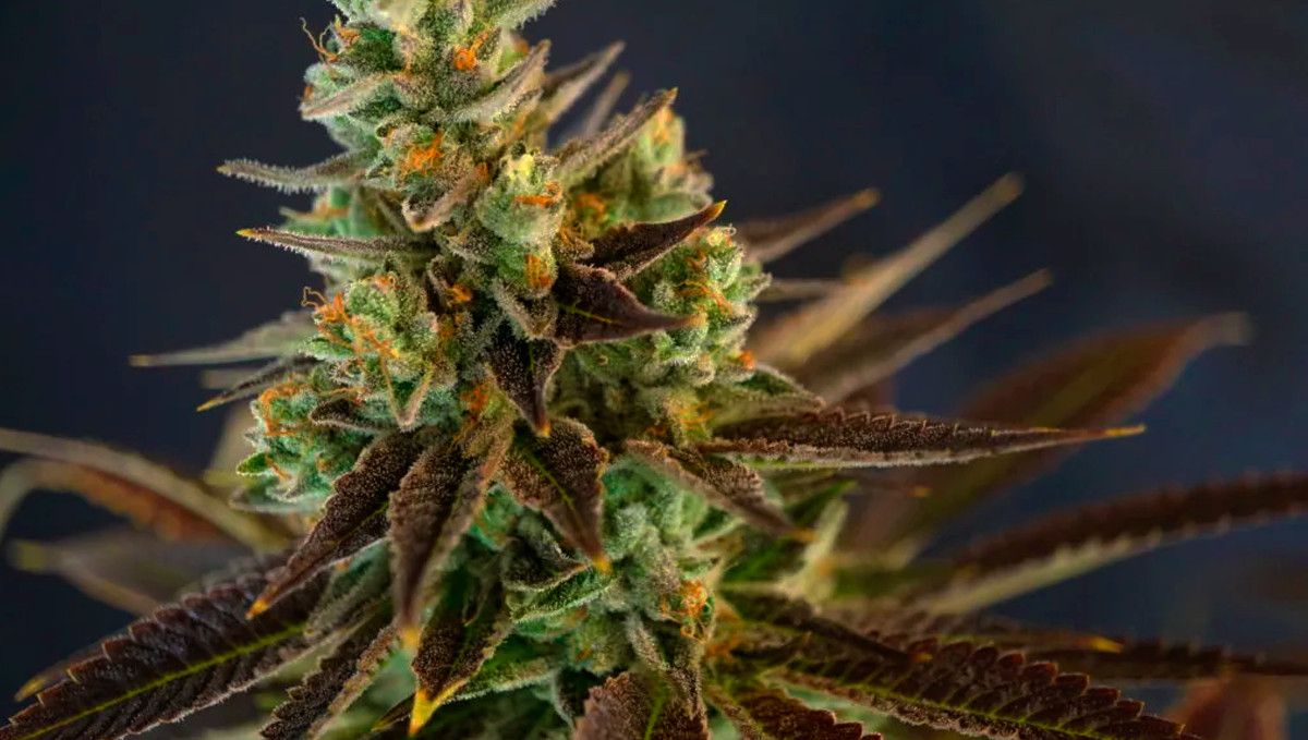 15 Best Strains for Male Arousal in 2022: Hulkamania