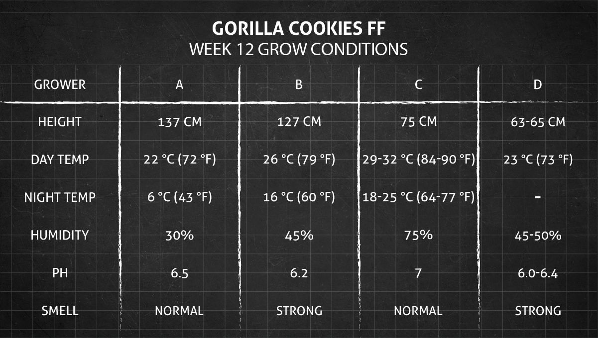 Gorilla Cookies FF cannabis strain: week 12 grow conditions Gorilla Cookies FF cannabis strain: week 12 grow conditions